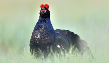 To wydawało się niemożliwe. Do lasów w Polsce wraca wielki kurak