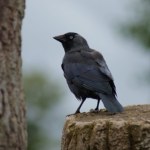 To zapewne najinteligentniejszy polski ptak. Liczba neuronów zdumiewa