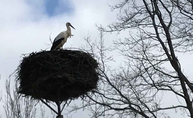 "To zaskoczenie". Pierwszy bocian przyleciał do Żywkowa!