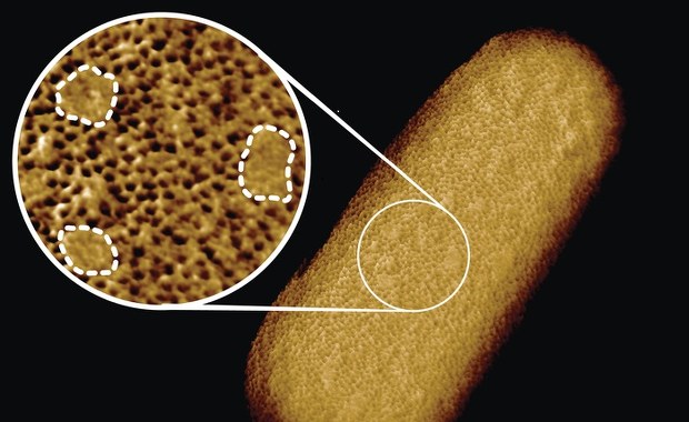 To zdjęcie ujawnia słabe punkty bakterii