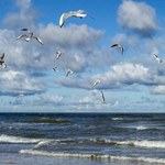 To zjawisko zdarza się nad Bałtykiem. Może zaskoczyć turystów i wpływa na przyrodę
