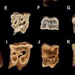 Neandertalczyk To zmienia obraz prehistorii. Neandertalczycy używali narzędzi z kości