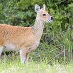 To zwierzę na pierwszy rzut oka przypomina sarnę. Wyjątkowy osobnik