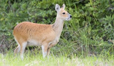 To zwierzę na pierwszy rzut oka przypomina sarnę. Wyjątkowy osobnik
