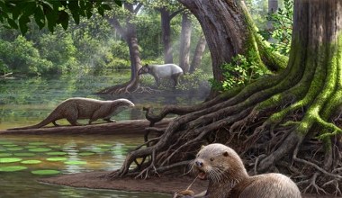 To zwierzę robi duże wrażenie. Chińska borsuko-wydra o wielkości wilka