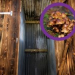 Toaleta "zasilana" grzybami. W środku dzieją się prawdziwe cuda
