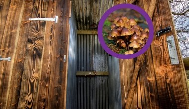 Toaleta "zasilana" grzybami. W środku dzieją się prawdziwe cuda