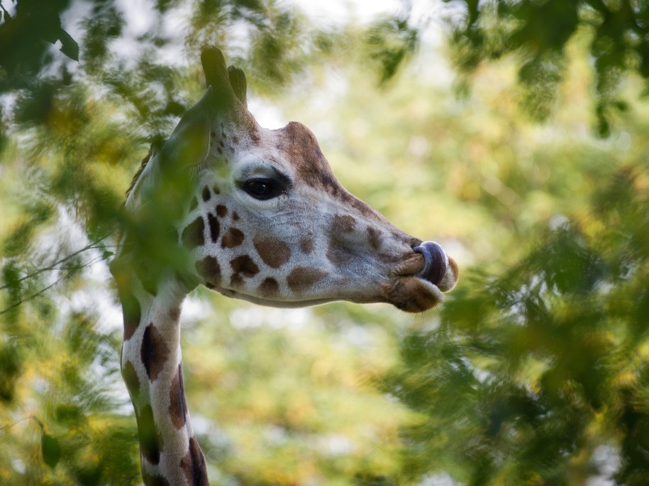 Tofi z łódzkiego zoo /PAP /PAP