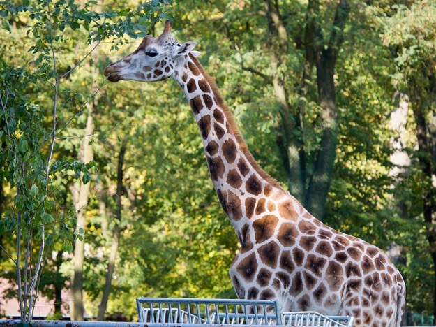 Tofik był jedynym samcem wśród żyraf w łódzkim zoo /PAP /PAP
