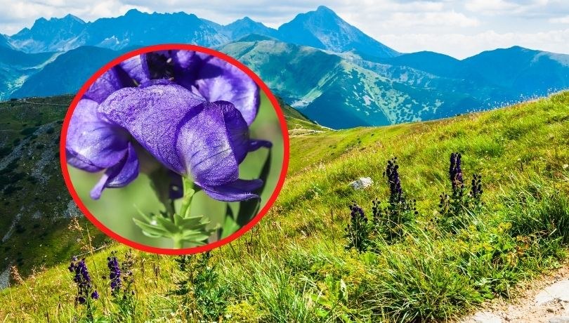 Tojad występuje także w polskich górach /Shutterstock