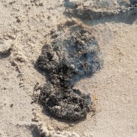 Toksyczna substancja na plaży w Czołpinie. Plaża zamknięta jest do piątku