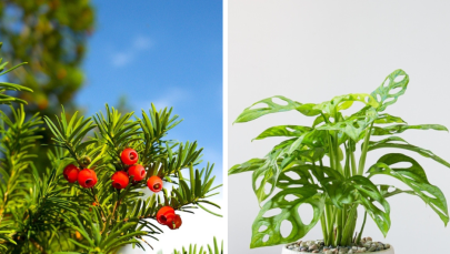 Toksyczne rośliny. Chroń przed nimi swoje dziecko!