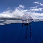 Toksyczny intruz na francuskich plażach. Apel do turystów