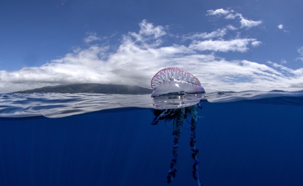 Toksyczny intruz na francuskich plażach. Apel do turystów