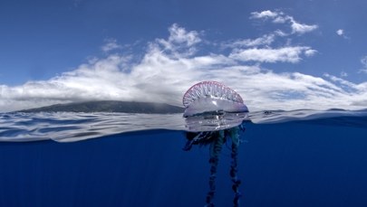 Toksyczny intruz na francuskich plażach. Apel do turystów