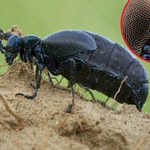 Toksyczny owad sieje postrach w polskich lasach. Śmiertelna dawka jadu to zaledwie 0,03 grama