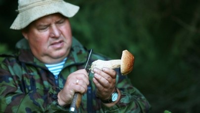 Toksykolodzy ostrzegają grzybiarzy: Zabić może tylko jeden kapelusz