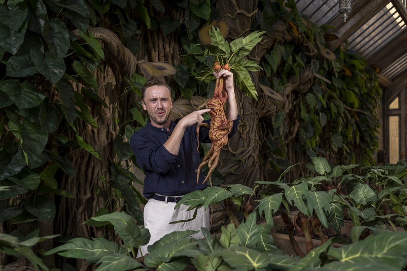 Tom Felton /Mike Marsland/Getty Images for Warner Bros. Studio Tour London /Getty Images