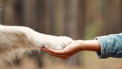 ​Tona karmy w drodze do Ukrainy. Mazowiecka KAS pomaga zwierzętom