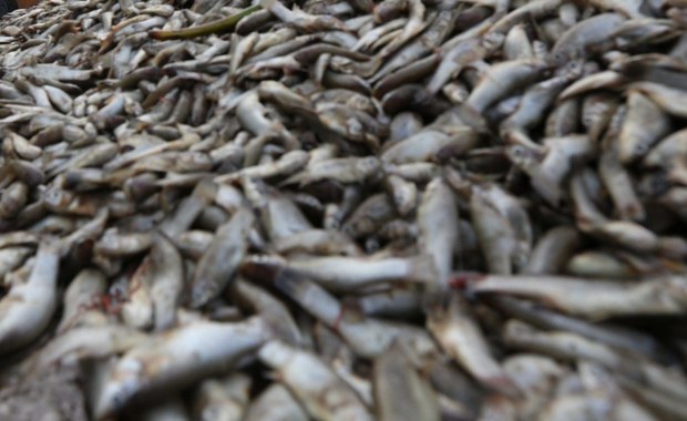 Tona martwych ryb. Katastrofa ekologiczna na rzece Dzierzgoń