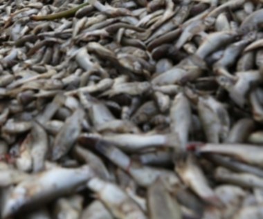 Tona martwych ryb. Katastrofa ekologiczna na rzece Dzierzgoń