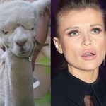 "Top Model". Joanna Krupa i TVN tłumaczą sesję z alpakami! Właścicielka zwierząt mówi, jak było naprawdę!