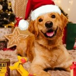 TOP propozycji dla psa i kota! Zaskocz swojego pupila najlepszym upominkiem pod choinkę