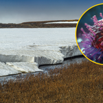 Topniejący lód uwalnia starożytne patogeny. Co na to naukowcy?