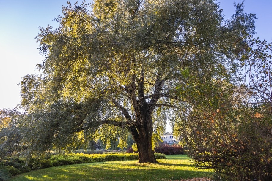 Ochocka topola Obrońców w finale konkursu na Drzewo Roku 2026