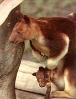 Torbacze: kangury /Encyklopedia Internautica