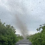 Tornado komarów. W Rosji spełnił się prawdziwy koszmar