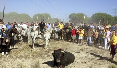 Toro de la Vega - okrutny festiwal