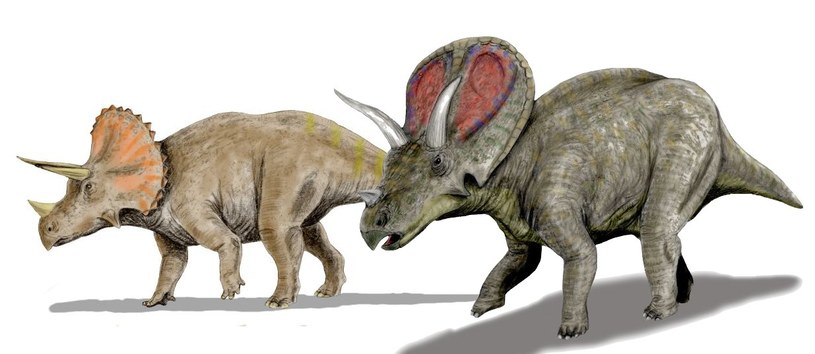 Torozaur (po prawej) na pierwszy rzut oka kojarzy się z najsławniejszym z ceratopsów, Triceratopsem (po lewej). Co ciekawe od kilkunastu lat wśród paleontologów istnieje teoria, że Torozaury nie są odrębnym gatunkiem, a tak naprawdę dorosłymi Triceratopsami