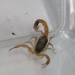Toruń: Skorpion znaleziony w sklepie odzieżowym. Ukrył się w kurtce