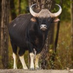 Totalne bydło! I to jeszcze takie, co ma prawie tonę. Nie każdy je zna