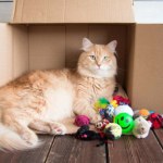 Totalnie niskie ceny na zabawki dla kotów w TEDi