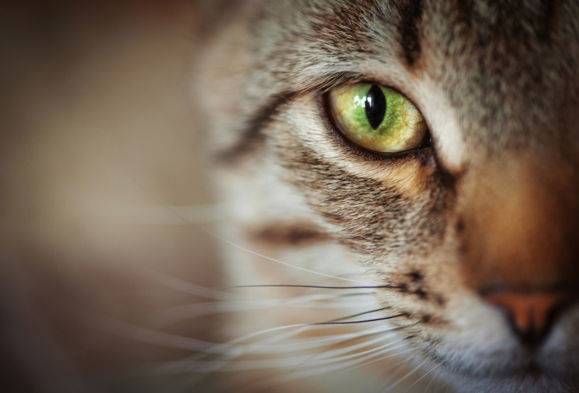 Towarzystwo Opieki nad Zwierzętami przyjmuje zgłoszenia dotyczące bezdomnych kotów i szuka dla nich domów /123RF/PICSEL