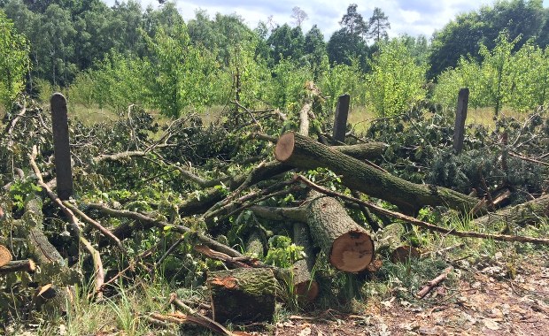 Trąba powietrzna zniszczyła las. Jego porządkowanie potrwa 1,5 roku