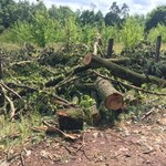 Trąba powietrzna zniszczyła las. Odbudowa będzie kosztowała co najmniej 40 mln zł