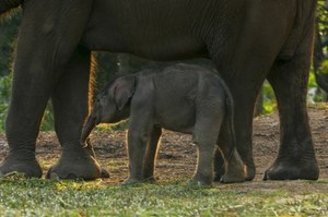 Tracą siedliska i zaskakują inteligencją. Jak dzikie słonie współżyją z ludźmi?