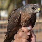 Tracimy rzadkiego drapieżnika. Nie wytrzymuje wojny w Ukrainie