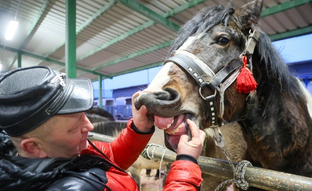 Tradycja, która trwa od czasów króla Władysława IV. Zgłoszono 200 koni
