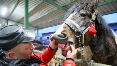 Tradycja, która trwa od czasów króla Władysława IV. Zgłoszono 200 koni