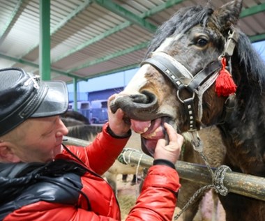 Tradycja, która trwa od czasów króla Władysława IV. Zgłoszono 200 koni