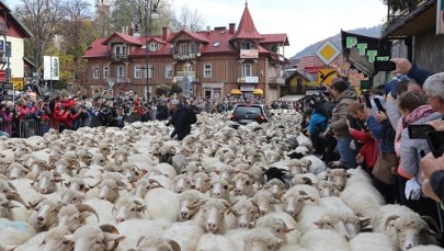 Tradycja wciąż przyciąga. Tłumy przyjechały zobaczyć redyk w Szczawnicy