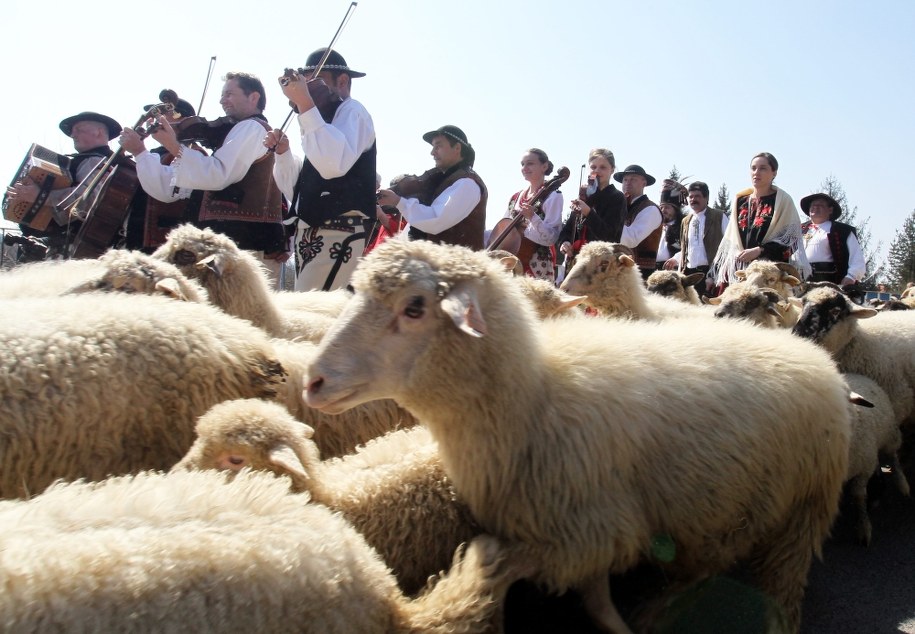 Tradycyjne Święto Bacowskie w Ludźmierzu, rozpoczynające redyk, czyli wypas owiec, 21 maja /Grzegorz Momot /PAP