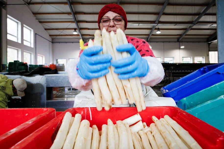 Tradycyjnie przy zbiorze szparagów w Niemczech zatrudniani są Rumunii /Clemens Bilan /PAP/EPA