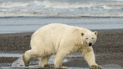 Tragedia na Alasce. Niedźwiedź polarny zabił kobietę i dziecko 