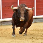 Tragedia na arenie w Lizbonie. 700-kilogramowy byk zabił torreadora