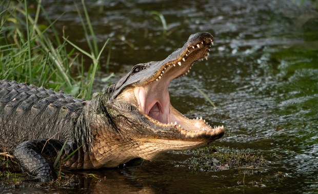 Tragedia na Florydzie. Ciało 2-latka znaleziono w paszczy aligatora